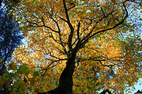 Giving Trees Legacy Program